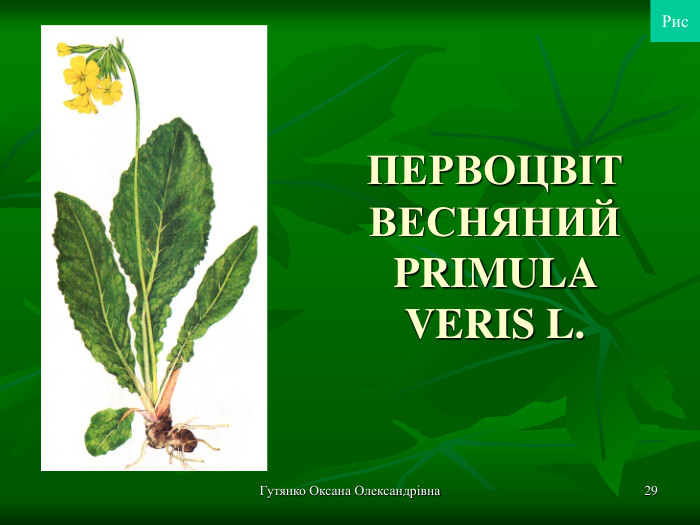 Гутянко Оксана Олександрівна * ПЕРВОЦВІТ ВЕСНЯНИЙ PRIMULA VERIS L. Рис 