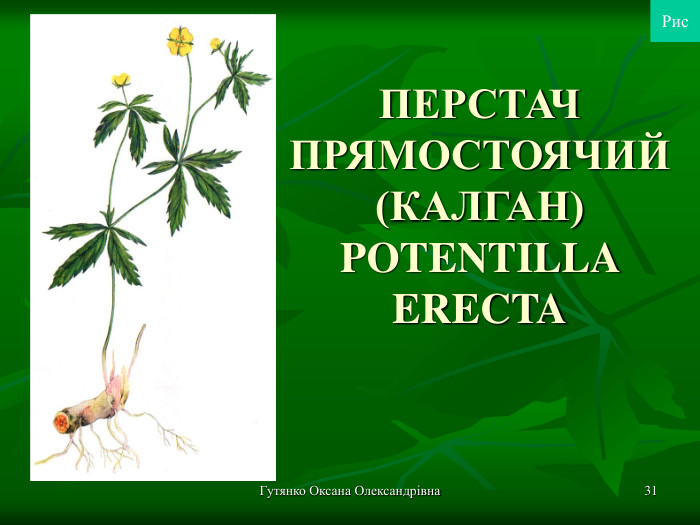 Гутянко Оксана Олександрівна * ПЕРСТАЧ ПРЯМОСТОЯЧИЙ (КАЛГАН) POTENTILLA ERECTA Рис 