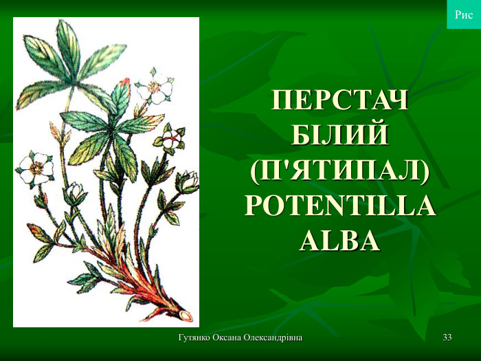 Гутянко Оксана Олександрівна * ПЕРСТАЧ БІЛИЙ (П'ЯТИПАЛ) POTENTILLA ALBA Рис 