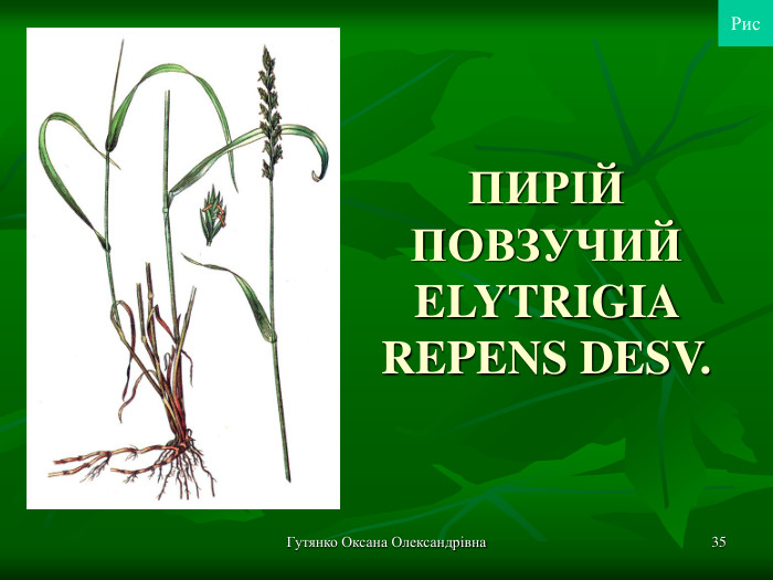 Гутянко Оксана Олександрівна * ПИРІЙ ПОВЗУЧИЙ ELYTRIGIA REPENS DESV.  Рис 