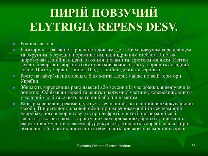 Гутянко Оксана Олександрівна * ПИРІЙ ПОВЗУЧИЙ ELYTRIGIA REPENS DESV. Родина злакові. Багаторічна трав'яниста рослина з довгим, до 1-1,6 м повзучим кореневищем та округлим, усередині порожнистим, циліндричним стеблом. Листик шорсткуваті, лінійні, сидячі, з голими піхвами та коротким язичком. Квітки зелені, невиразні, зібрані в багатоквіткові колоски, що утворюють складний колос. Цвіте у червні – липні. Плід – лінійно-довгаста зернівка. Росте на забур’янених місцях, біля житла, доріг, майже по всій території України. Збирають кореневища рано навесні або восени під час оранки, викопуючи їх лопатою. Обрізавши корені та рештки надземної частини, кореневище миють у холодній воді та сушать на горищі або під наметом. Відвар кореневищ рекомендують як сечогінний, потогінний, відхаркувальний засоби. Він регулює сольовий обмін при жовчнокам'яній та сечокам’яній хворобах, його використовують при нефриті, циститі, нетриманні сечі, гепатиті, гастриті, коліті, простудних захворюваннях, бронхіті, пневмонії, ексудативному діатезі, екземі, фурункульозі, втирають в корені волосся при облисінні. Сік свіжих листків та стебел п'ють при жовчнокам’яній хворобі.  
