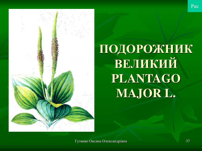 Гутянко Оксана Олександрівна * ПОДОРОЖНИК ВЕЛИКИЙ PLANTAGO MAJOR L. Рис 