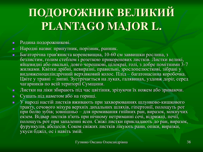Гутянко Оксана Олександрівна * ПОДОРОЖНИК ВЕЛИКИЙ PLANTAGO MAJOR L. Родина подорожникові. Народні назви: припутник, порізник, ранник. Багаторічна трав'яниста кореневищна, 10-60 см заввишки рослина, з безлистим, голим стеблом і розеткою прикореневих листків. Листки великі, яйцевидні або овальні, довго черешкові, цілокраї, голі, з добре помітними 3-7 жилками. Квітки дрібні, невиразні, правильні, зрослопелюсткові, зібрані у видовженоциліндрічний верхівковий колос. Плід – багатонасінна коробочка. Цвіте у травні – липні. Зустрічається на луках, галявинах, уздовж доріг, серед чагарників по всій території Сумщини. Листки на ліки збирають під час цвітіння, зрізуючи їх ножем або зриваючи. Сушать під наметом або на горищі. У народі настій листків вживають при захворюваннях шлунково-кишкового тракту, сечового міхура верхніх дихальних шляхів, гіпертонії, полощуть рот при болю зубів; зовнішньо – для промивання гнійних ран, виразок, мокнучих екзем. Відвар листків п'ють при нічному нетриманні сечі, відрижці, печії, полощуть рот при запаленні ясен. Свіжі листки прикладають до ран, виразок, фурункулів, абсцесів. Соком свіжих листків лікують рани, опіки, виразки, укуси бджіл, ос і навіть змій. 