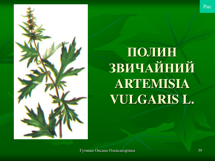 Гутянко Оксана Олександрівна * ПОЛИН ЗВИЧАЙНИЙ ARTEMISIA VULGARIS L. Рис 