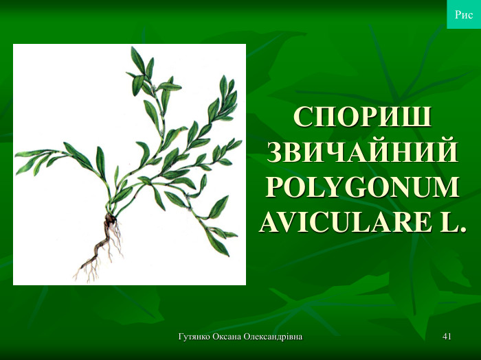 Гутянко Оксана Олександрівна * СПОРИШ ЗВИЧАЙНИЙ POLYGONUM AVICULARE L.  Рис 