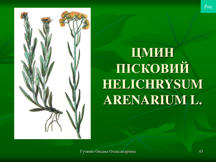 Гутянко Оксана Олександрівна * ЦМИН ПІСКОВИЙ HELICHRYSUM ARENARIUM L. Рис 