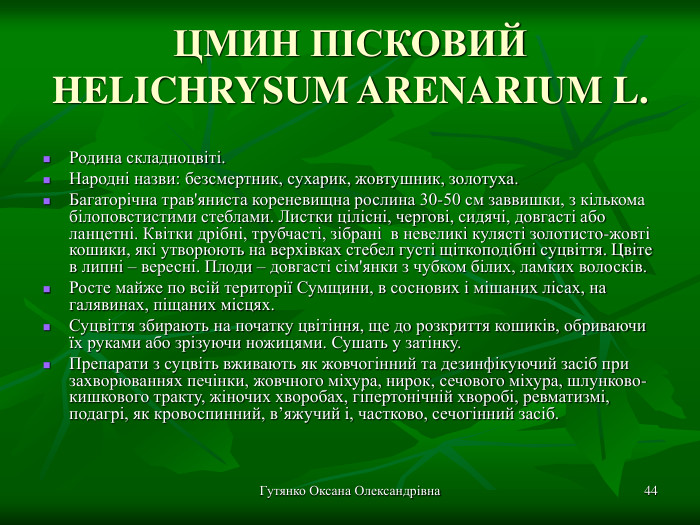 Гутянко Оксана Олександрівна * ЦМИН ПІСКОВИЙ HELICHRYSUM ARENARIUM L. Родина складноцвіті. Народні назви: безсмертник, сухарик, жовтушник, золотуха.  Багаторічна трав'яниста кореневищна рослина 30-50 см заввишки, з кількома білоповстистими стеблами. Листки цілісні, чергові, сидячі, довгасті або ланцетні. Квітки дрібні, трубчасті, зібрані  в невеликі кулясті золотисто-жовті кошики, які утворюють на верхівках стебел густі щіткоподібні суцвіття. Цвіте в липні – вересні. Плоди – довгасті сім'янки з чубком білих, ламких волосків. Росте майже по всій території Сумщини, в соснових і мішаних лісах, на галявинах, піщаних місцях. Суцвіття збирають на початку цвітіння, ще до розкриття кошиків, обриваючи їх руками або зрізуючи ножицями. Сушать у затінку. Препарати з суцвіть вживають як жовчогінний та дезинфікуючий засіб при захворюваннях печінки, жовчного міхура, нирок, сечового міхура, шлунково-кишкового тракту, жіночих хворобах, гіпертонічній хворобі, ревматизмі, подагрі, як кровоспинний, в’яжучий і, частково, сечогінний засіб. 