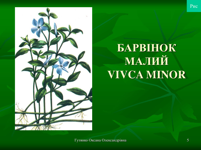 Гутянко Оксана Олександрівна * БАРВІНОК МАЛИЙ VIVCA MINOR  Рис 