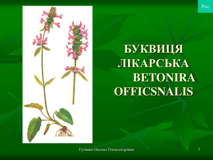 Гутянко Оксана Олександрівна * БУКВИЦЯ ЛІКАРСЬКА        BETONIRA OFFICSNALIS Рис 