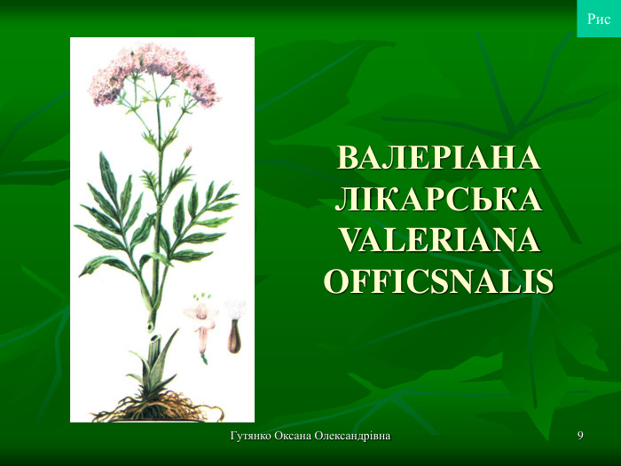 Гутянко Оксана Олександрівна * ВАЛЕРІАНА ЛІКАРСЬКА VALERIANA OFFICSNALIS Рис 