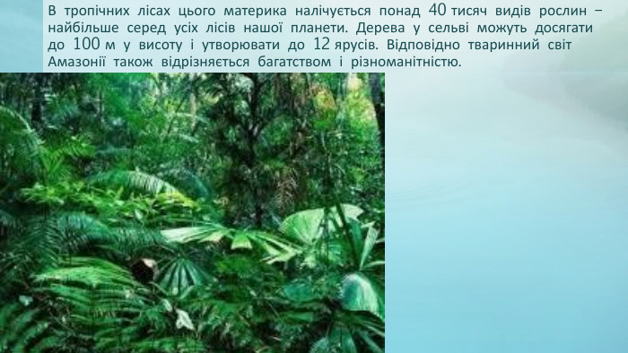 В тропічних лісах цього материка налічується понад 40 тисяч видів рослин – найбільше серед усіх лісів нашої планети. Дерева у сельві можуть досягати до 100 м у висоту і утворювати до 12 ярусів. Відповідно тваринний світ Амазонії також відрізняється багатством і різноманітністю.