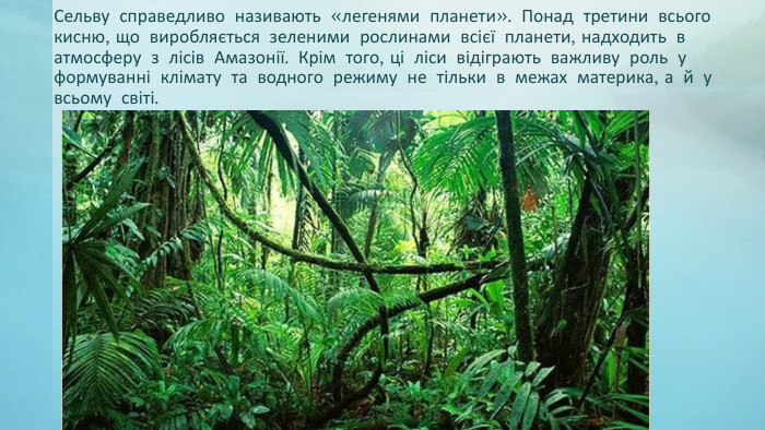 Сельву справедливо називають «легенями планети». Понад третини всього кисню, що виробляється зеленими рослинами всієї планети, надходить в атмосферу з лісів Амазонії. Крім того, ці ліси відіграють важливу роль у формуванні клімату та водного режиму не тільки в межах материка, а й у всьому світі.