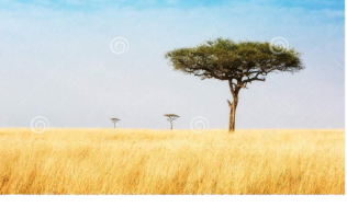 C:\Users\РИЗА\Desktop\деревья-в-злаковиках-кении-африки-101316874.jpg