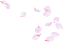 C:\Users\РИЗА\Desktop\depositphotos_152095634-stock-illustration-flying-soft-pink-rose-petals.jpg