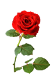 C:\Users\Администратор\Desktop\rose-red-flower-beautiful-17031.jpg