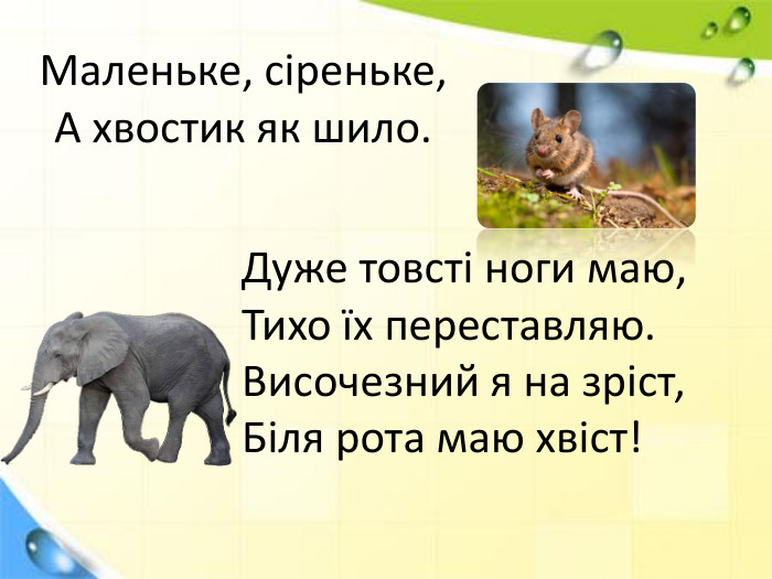 Маленьке, сіреньке,А хвостик як шило. Дуже товсті ноги маю,Тихо їх переставляю. Височезний я на зріст,Біля рота маю хвіст!
