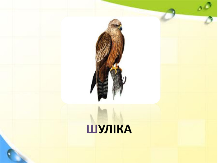 ШУЛІКА