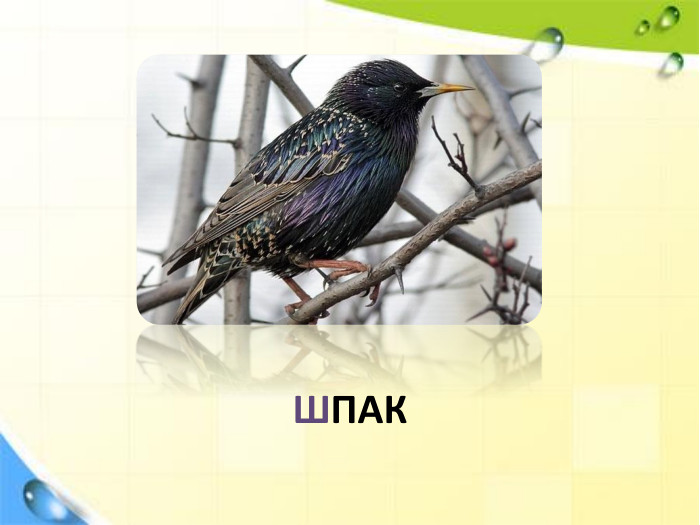 ШПАК