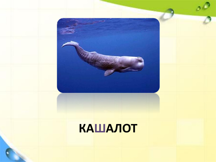 КАШАЛОТ