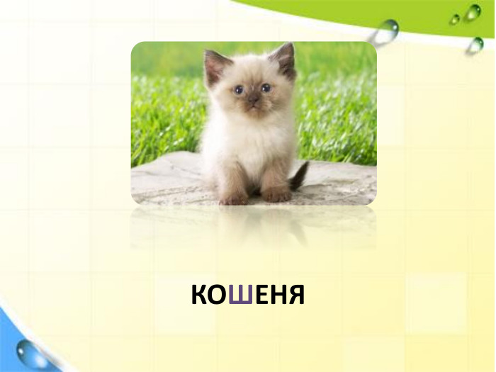 КОШЕНЯ
