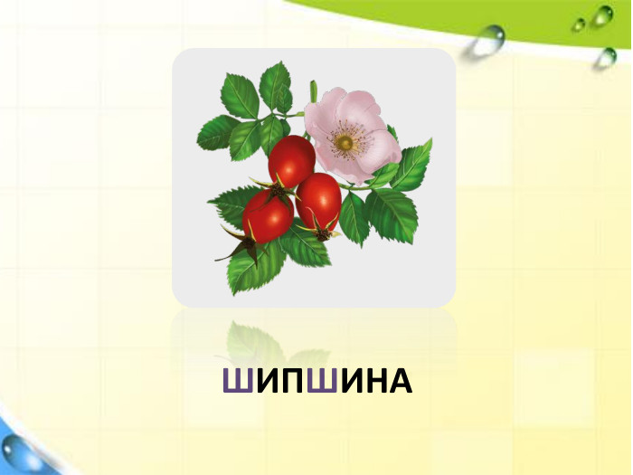 ШИПШИНА
