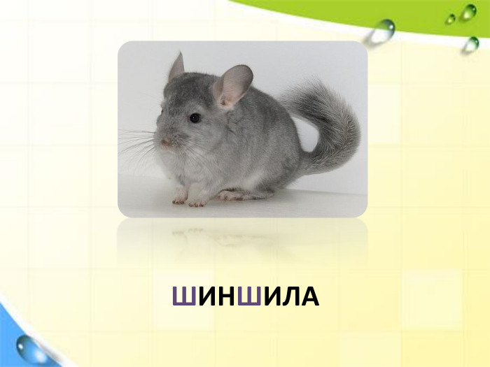 ШИНШИЛА