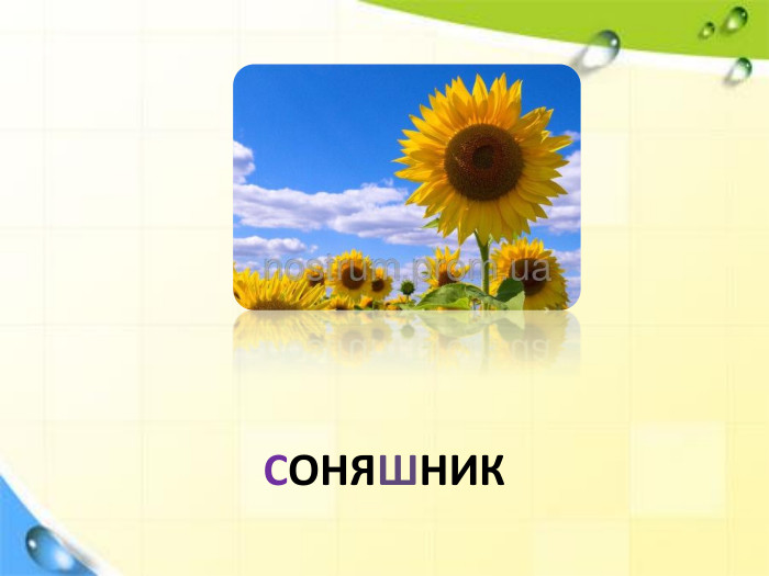 СОНЯШНИК
