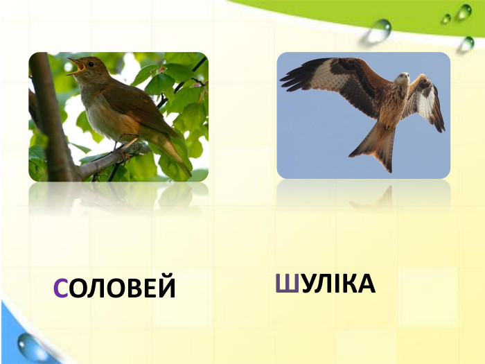 СОЛОВЕЙШУЛІКА