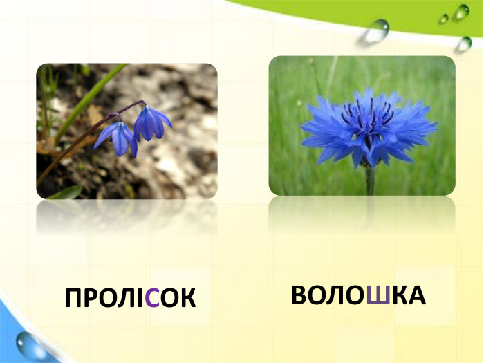 ВОЛОШКАПРОЛІСОК