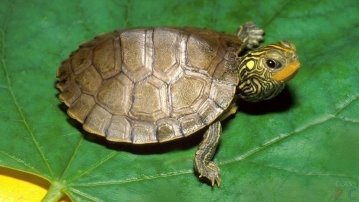 Черепаха на зелёном листе