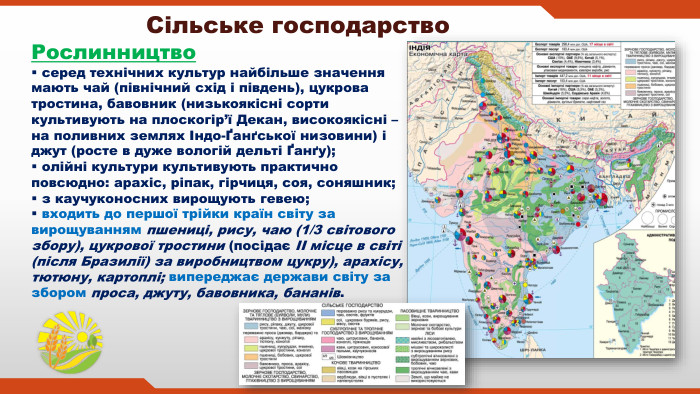  серед технічних культур найбільше значення мають чай (північний схід і південь), цукрова тростина, бавовник (низькоякісні сорти культивують на плоскогір’ї Декан, високоякісні – на поливних землях Індо-Ґанґської низовини) і джут (росте в дуже вологій дельті Ґанґу); олійні культури культивують практично повсюдно: арахіс, ріпак, гірчиця, соя, соняшник; з каучуконосних вирощують гевею; входить до першої трійки країн світу за вирощуванням пшениці, рису, чаю (1/3 світового збору), цукрової тростини (посідає ІІ місце в світі (після Бразилії) за виробництвом цукру), арахісу, тютюну, картоплі; випереджає держави світу за збором проса, джуту, бавовника, бананів. Сільське господарство. Рослинництво