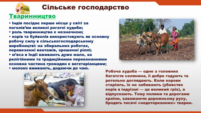 Сільське господарство. Тваринництво Індія посідає перше місце у світі за поголів’ям великої рогатої худоби; роль тваринництва є незначною; корів та буйволів використовують як основну робочу силу в сільськогосподарському виробництві: на збиральних роботах, перевезенні вантажів, зрошенні ріллі; м’яса в Індії вживають дуже мало, за релігійними та традиційними переконаннями основна частина громадян є вегетаріанцями; молоко вживають, додаючи до чаю. Робоча худоба — одне з головних багатств селянина, її добре годують та ретельно доглядають. Коли корови старіють, їх не забивають (убивство корів в індуїзмі — це великий гріх), а відпускають. Тому полями та дорогами країни, заважаючи дорожньому руху, бродять тисячі «недоторканних» тварин.