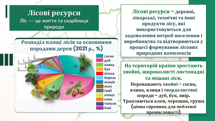 Лісові ресурси - деревні, лікарські, технічні та інші продукти лісу, які використовуються для задоволення потреб населення і виробництва та відтворюються у процесі формування лісових природних комплексів. Лісові ресурси. Ліс — це життя та скарбниця природи. На територій країни зростають хвойні, широколисті листопадні та мішані ліси. Переважають хвойні - сосна, ялина, ялиця і твердолистяні породи - дуб, бук, явір. Трапляються клен, черешня, груша (цінна сировина для меблевої промисловості)Розподіл площі лісів за основними породами дерев (2021 р., %) соснадуб ялина бук вільха береза акаціяясен граб ялиця клен тополя інші