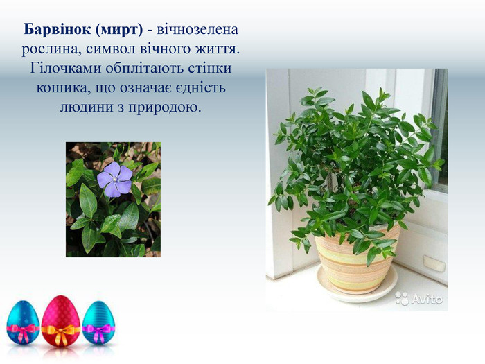 Барвінок (мирт) - вічнозелена рослина, символ вічного життя. Гілочками обплітають стінки кошика, що означає єдність людини з природою.