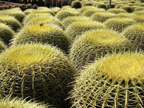 &Fcy;&acy;&jcy;&lcy;:Large number of barrel cactuses.jpg