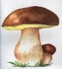 Результат пошуку зображень за запитом "гриби малюнок"