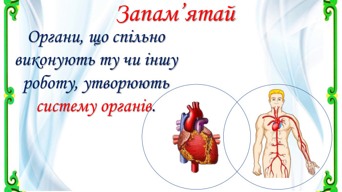 Запам’ятай. Органи, що спільно виконують ту чи іншу роботу, утворюють систему органів.