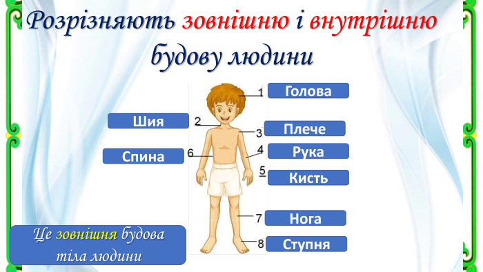 Розрізняють зовнішню і внутрішню будову людини. Голова Шия Плече Рука Кисть Спина Нога Ступня Це зовнішня будова тіла людини