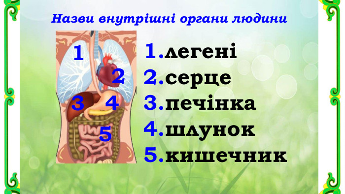 Назви внутрішні органи людини123451.легені2.серце3.печінка4.шлунок5.кишечник