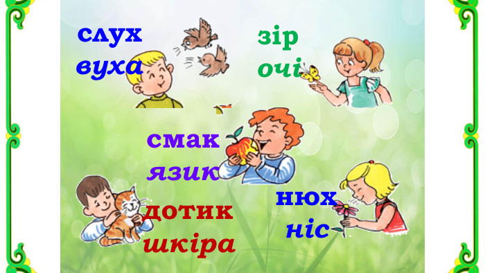 слухвухазірочісмакязикнюхнісдотикшкіра