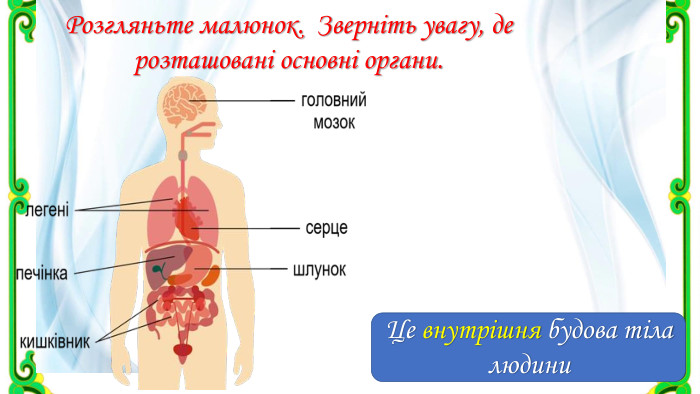 Розгляньте малюнок. Зверніть увагу, де розташовані основні органи. Це внутрішня будова тіла людини