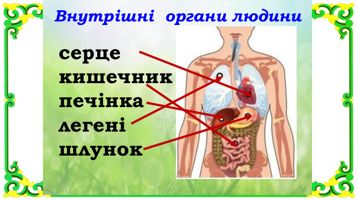Внутрішні органи людинисерцекишечникпечінкалегенішлунок