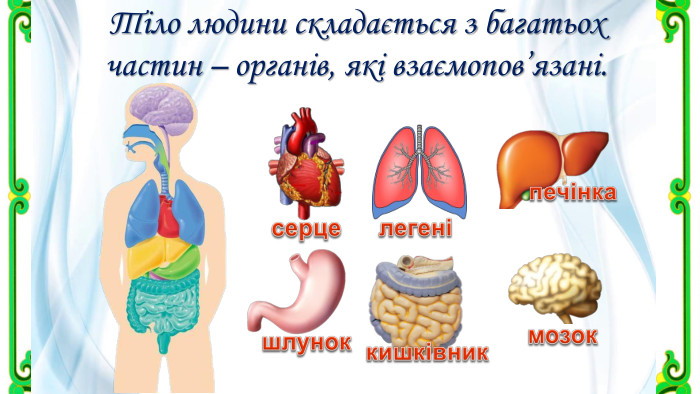 Тіло людини складається з багатьох частин – органів, які взаємопов’язані.серцелегенімозокпечінкакишківникшлунок