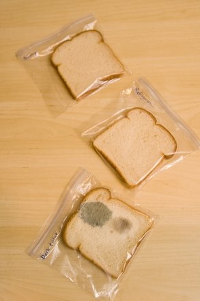 Middle School Science Activities: Bread Mold Experiment