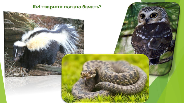 Які тварини погано бачать?