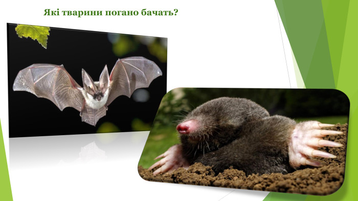 Які тварини погано бачать?