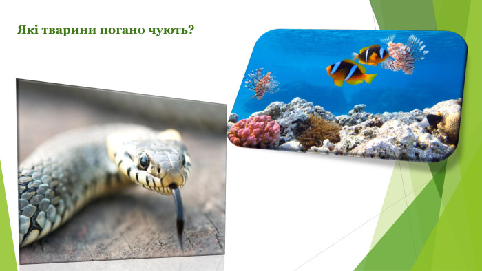Які тварини погано чують?