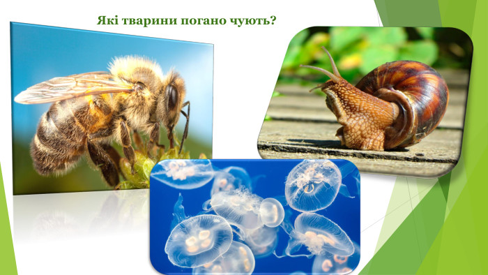Які тварини погано чують?