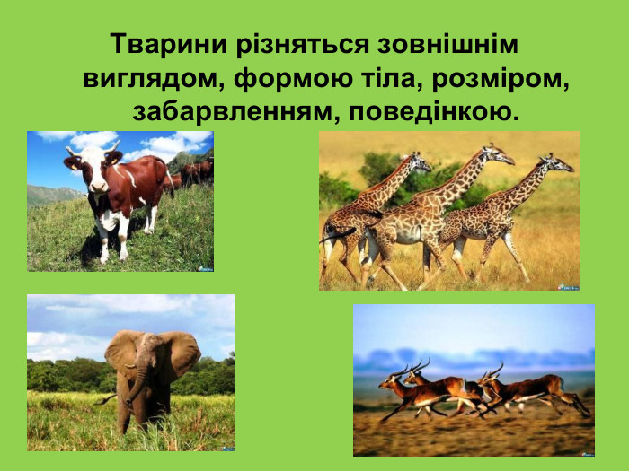 Тварини різняться зовнішнім виглядом, формою тіла, розміром, забарвленням, поведінкою.  