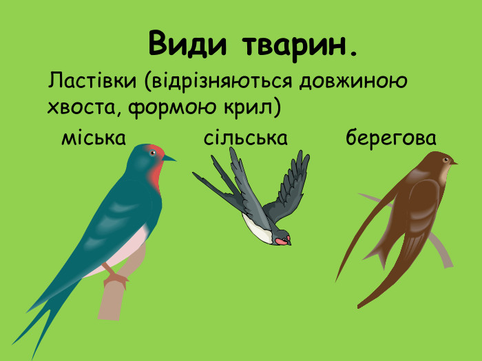     Види тварин.     Ластівки (відрізняються довжиною хвоста, формою крил)             міська            сільська         берегова 